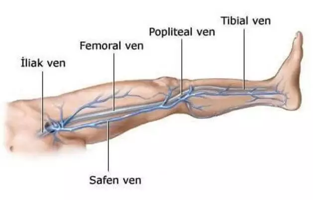 Toplardamarlar (Ven) Hastalıkları